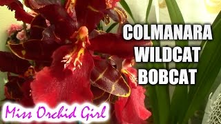 Colmanara Oncostele Wildcat Bobcat [upl. by Kaya]