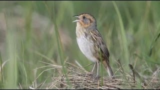 Nelsons Sparrow [upl. by Tobit]