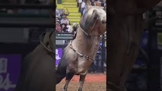 Jose Vitor Leme on Flapjack for 915 points at Cowtown Coliseum 📸 Nicole Stevens bullriding rodeo [upl. by Dunstan555]