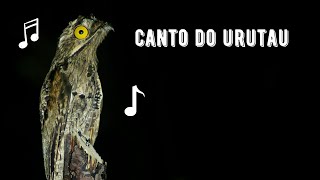 Canto do Urutau  Common Potoo Singing  Nyctibius Griseus [upl. by Pepillo]