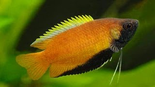 Species Profile  21 The Honey Gourami Trichogaster chuna [upl. by Eidnyl547]