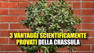 Questi sono i 3 vantaggi scientificamente provati di avere un albero di giada in casa tua [upl. by Tillinger]