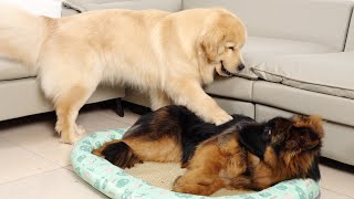 German Shepherd Wants to Occupy Golden Retrievers New Bed [upl. by Pellikka]