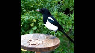 MAGPIE  MORNING SNACK birds birdwatching nature magpie wildlife [upl. by Raynell577]