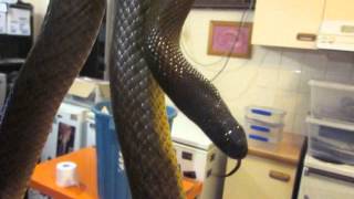 Free handling an inland Taipan [upl. by Nosyarg]