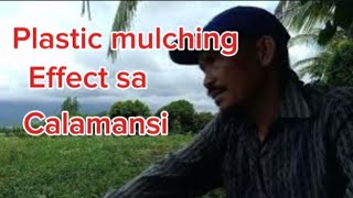 Calamansi FarmEpekto ng plastic mulching sa calamansi [upl. by Ariaek988]