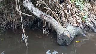 Paseando en el Manglar Tecolutla Veracruz 🐊 🦀 [upl. by Avid]