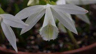 How to Pot Pleione Orchids  Care and Growing Tips [upl. by Bobbie]