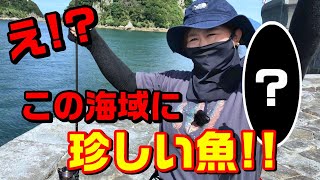 熊本市から近場の港で五目釣りしたらまさかの珍しい魚‼︎ [upl. by Pufahl605]