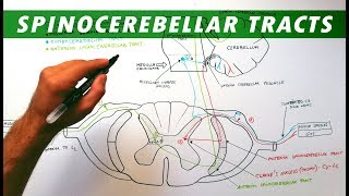 Spinocerebellar tracts  Neuroanatomy Tutorial  Ascending pathways [upl. by Smoot143]