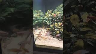 Gib mir Futter aquarium aquaristik fishtank [upl. by Dnalevelc]