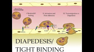 L217 Extravasation Diapedesis Understanding the Molecular Mechanisms Part 2 [upl. by Jammie]