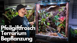 Regenwald Terrarium für Pfeilgiftfrösche Bepflanzung 🌿 [upl. by Anaer228]