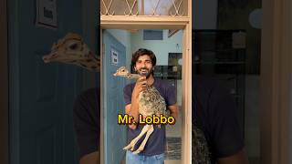 Mr Lobbo P4 shorts viral wildlife ostrich ostrichbird [upl. by Ayotan]