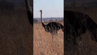 Ostrich sounds 🤎 [upl. by Mudenihc]