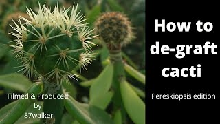 How to degraft Cacti  Pereskiopsis Edition  Practical Demonstrations [upl. by Siuluj]