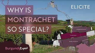 The Most Expensive White Wines In The World A Guide To Montrachet Wines [upl. by Oirretno]