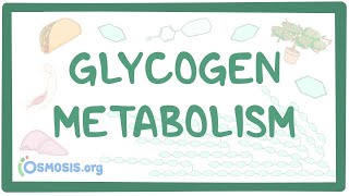 Glycogen metabolism [upl. by Aynna725]