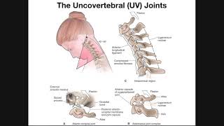 The Uncovertebral UV Joints of the Cervical Spine [upl. by Anigroeg]