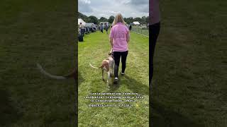 Residential dog training graduate Vinnie showing us all he has learnt at Cranleigh Show dogtraining [upl. by Ellehsad557]