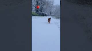 switzerland schneefall spassimschnee snow doglife dog love gesundheit frischeluft travel [upl. by Akimet775]