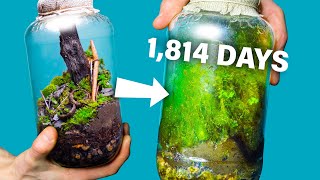 I Made a Free Terrarium 1814 Days Ago How Is It [upl. by Ojimmas704]