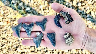 LIVE Shark Tooth Hunting in Charleston SC [upl. by Burnside80]