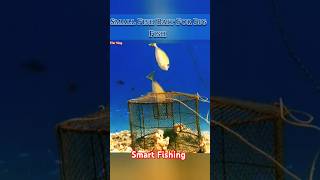 Wow Smart Bait Fishing fishing shorts [upl. by Fiorenze]