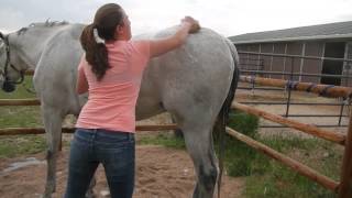 How to Bathe Your Horse [upl. by Euv192]