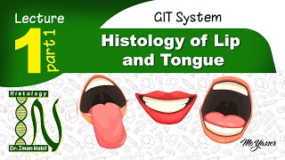 1a Histology of Lip and tongueGIT [upl. by Alleunamme]