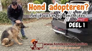 Hond adopteren buitenland [upl. by Gottlieb476]