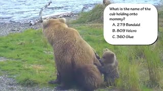 Katmai Bear Cam Trivia  Vol 2  The Name Game [upl. by Shaver216]