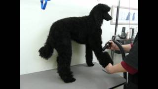 Blow Drying a Standard Poodle [upl. by Llebana543]