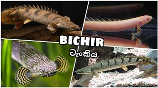 BICHIR Tank Setup   බයිශර් මාළු ටැංකිය [upl. by Mathi]