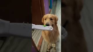 Chori pakri gayyi dog dogshorts doglover comedy dogmomlife puppy relatable [upl. by Alby]