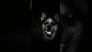 SKINWALKERS VS DOG ANG CAT ☠️  skinwalker dog cat biblia funny edit shorts [upl. by Niroc354]