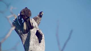 Birds of SW Western Australia [upl. by Nawyt]