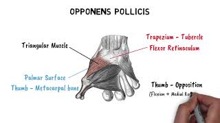 THENAR amp HYPOTHENAR MUSCLES [upl. by Aznerol]