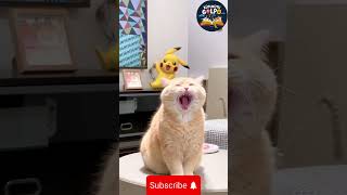 Crazy Cat Fails and Funny Moments 😹🐾🐱 [upl. by Tebzil783]