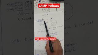 cyclic amp pathway gpcr signal transduction shots [upl. by Humfrey]