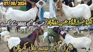 Bakra Mandi Hyderabad  Latest update today  Bakra Eid 2025  patari goat  date 07082024 [upl. by Rosette]