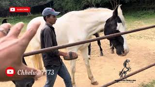 This is a video on how to massage a horse and that too without a holder Horse Lover youtubeshorts [upl. by Isa]