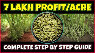 Ultimate Guide to Cardamom Elaichi Farming  Complete Cultivation Tips [upl. by Daisi]