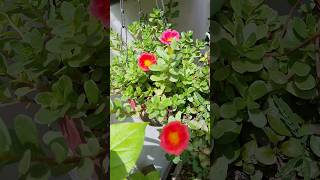 Fool day ke Phool 😂 Purslane flowering shortvideo [upl. by Bartolome]