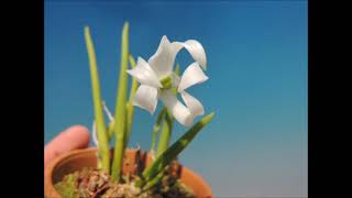 Leptotes bicolor falbaOhyama orchid [upl. by Atteloj]