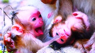 Very cute newborn babies monkey getting milk from mommy and look too very wet [upl. by Francoise194]