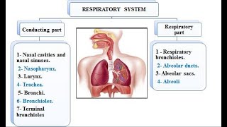 Respiratory system 1 Nasal cavity Nasopharynx and larynx 2021 [upl. by Anad]