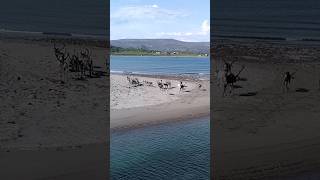 🇳🇴 Reindeer spending time at the beach in Varanger peninsula near Vardø [upl. by Oshinski]