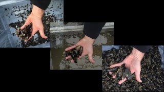 Crible à brosse rotative pour les moules ROTATING BRUSH GRADER FOR MUSSELS [upl. by Annadroj774]