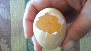 Chicken Heartbeat in egg [upl. by Ahsemac]